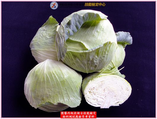 甘藍（高麗菜）