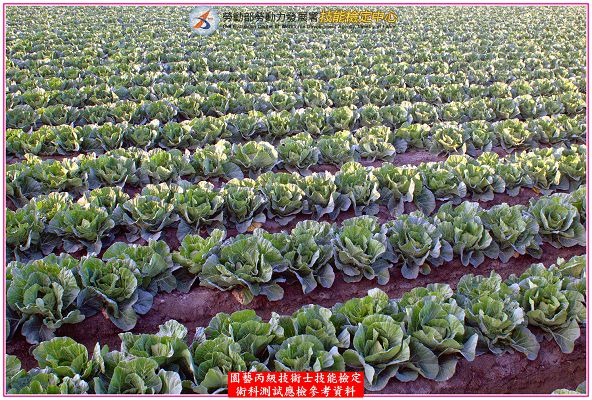 甘藍（高麗菜）