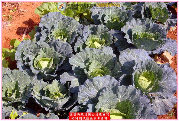 甘藍（高麗菜）