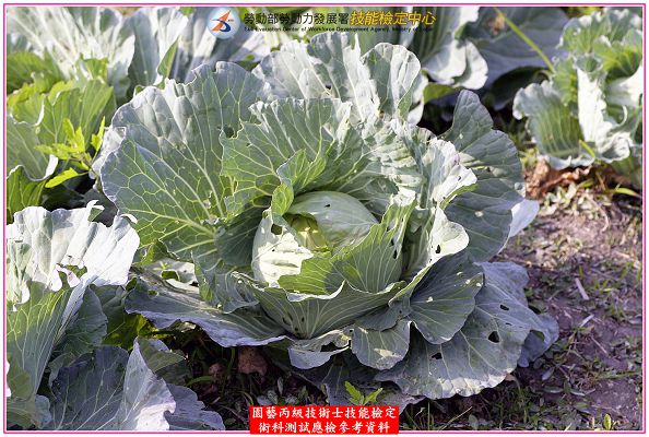 甘藍（高麗菜）