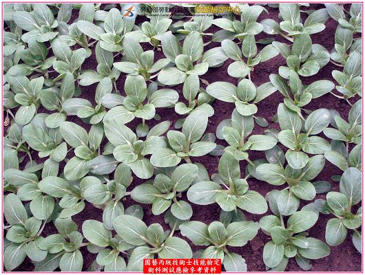 青梗白菜（青江菜）