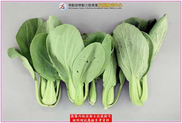青梗白菜（青江菜）