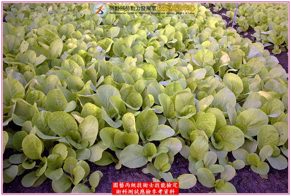 青梗白菜（青江菜）