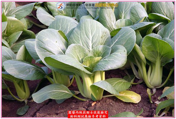 青梗白菜（青江菜）