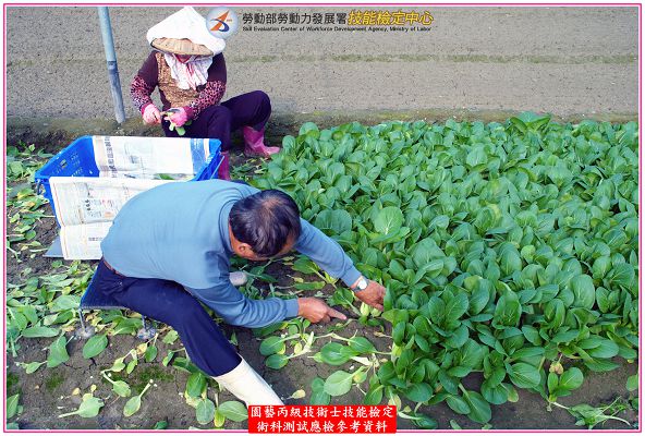 青梗白菜（青江菜）
