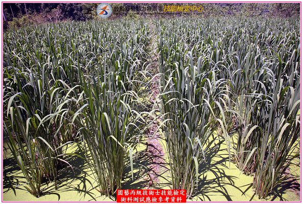 茭白筍（茭白）