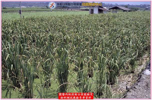 茭白筍（茭白）