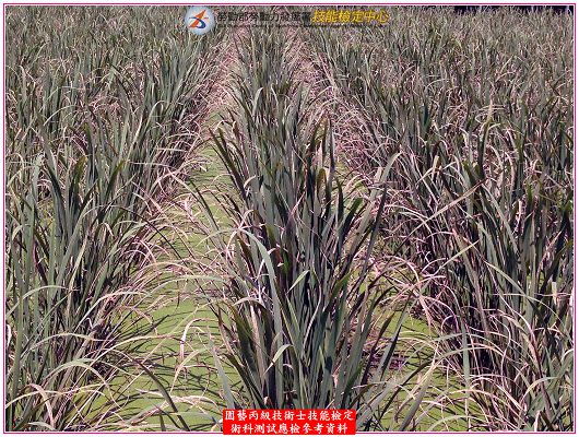 茭白筍（茭白）