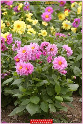 大理花（大麗花）