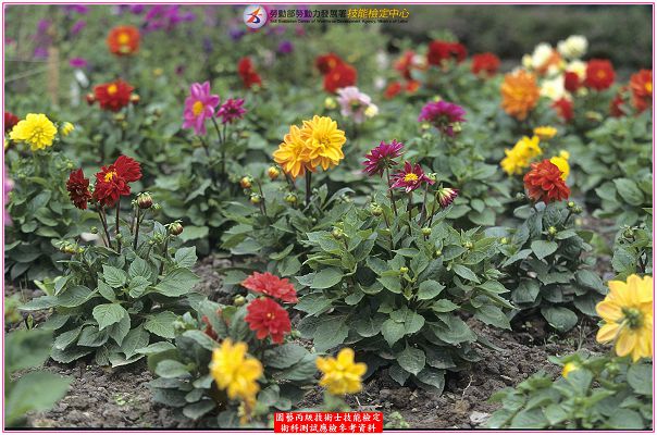 大理花（大麗花）