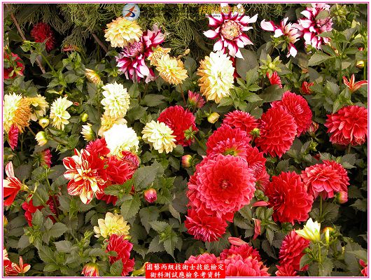 大理花（大麗花）