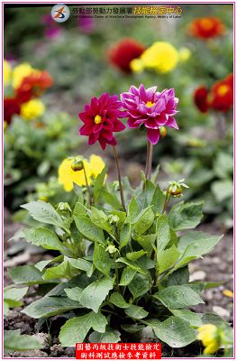 大理花（大麗花）