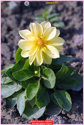 大理花（大麗花）