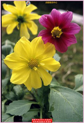 大理花（大麗花）