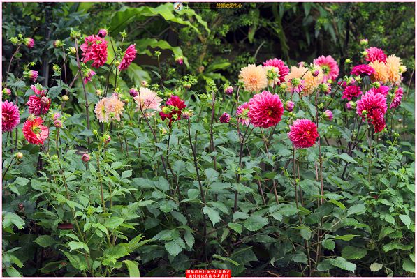 大理花（大麗花）