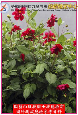 大理花（大麗花）