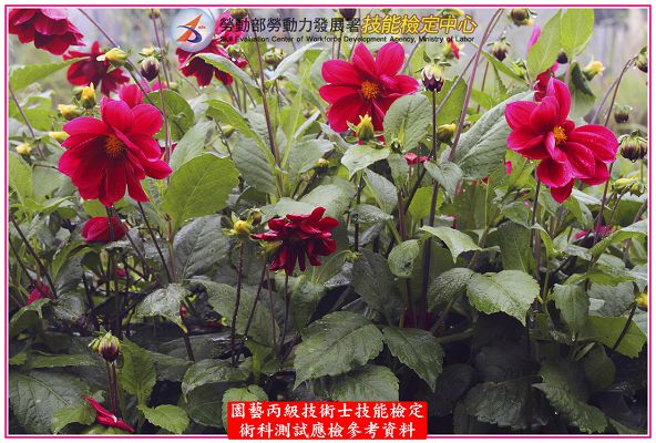 大理花（大麗花）