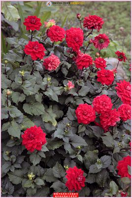 大理花（大麗花）