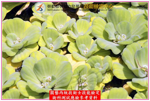 大萍（水芙蓉）