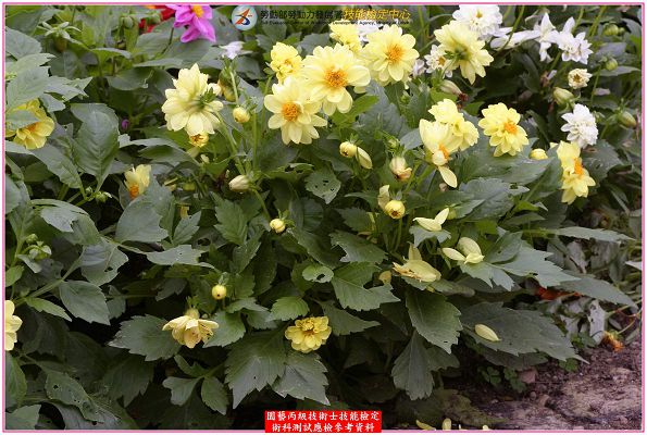 大理花（大麗花）