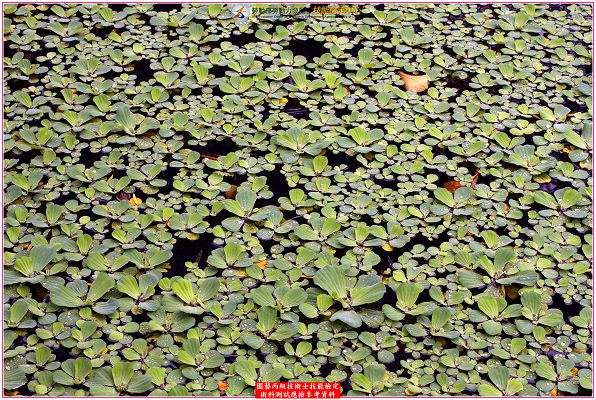 大萍（水芙蓉）