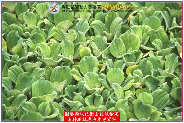 大萍（水芙蓉）