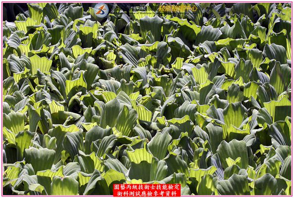 大萍（水芙蓉）