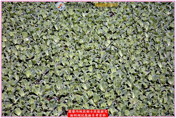 大萍（水芙蓉）