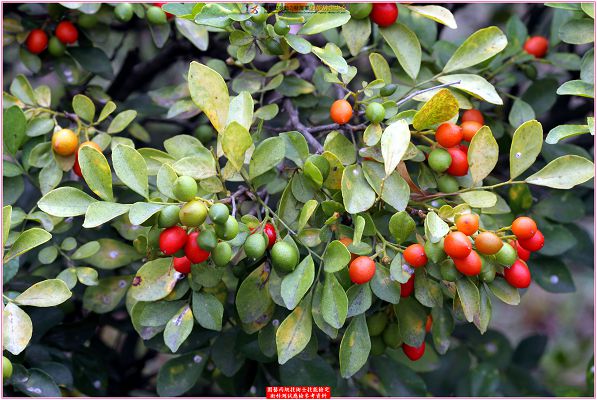 月橘（七里香）