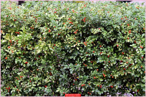 月橘（七里香）