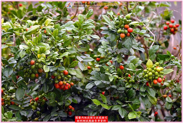 月橘（七里香）