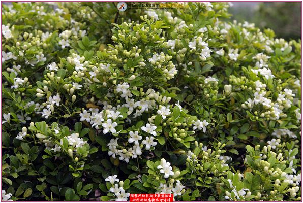 月橘（七里香）