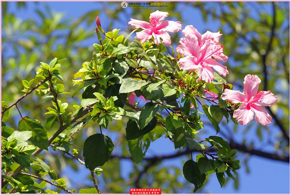 朱槿（扶桑）