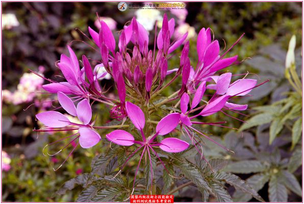 西洋白花菜(醉蝶花)