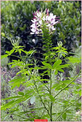 西洋白花菜(醉蝶花)