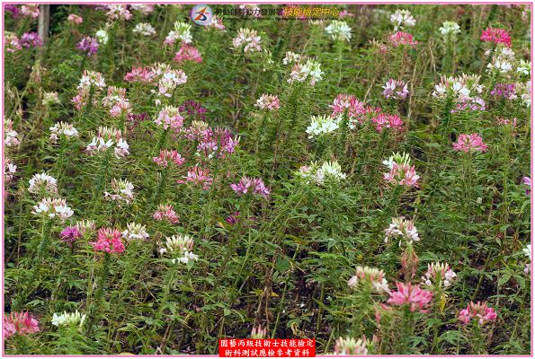 西洋白花菜(醉蝶花)