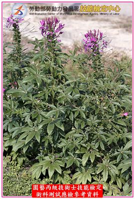 西洋白花菜(醉蝶花)