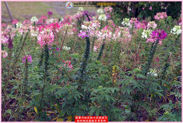 西洋白花菜(醉蝶花)