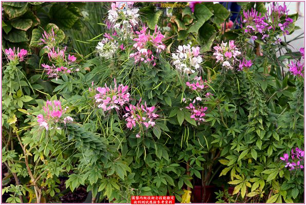 西洋白花菜(醉蝶花)