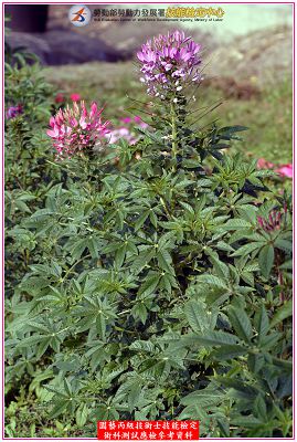 西洋白花菜(醉蝶花)