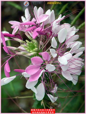 西洋白花菜(醉蝶花)