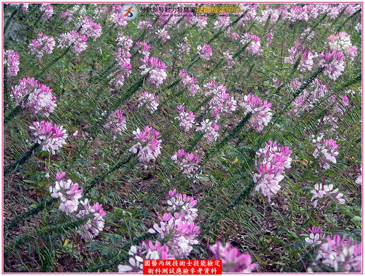 西洋白花菜(醉蝶花)