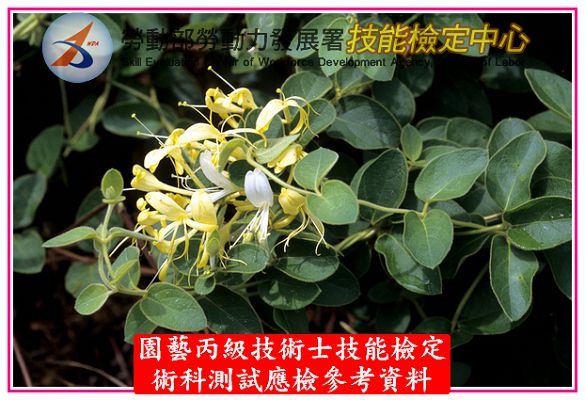 忍冬（金銀花）