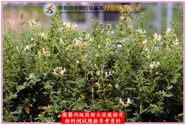 忍冬（金銀花）