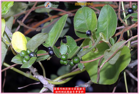 忍冬（金銀花）