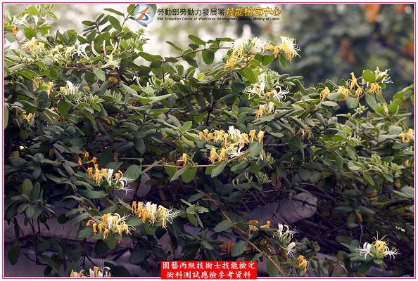 忍冬（金銀花）