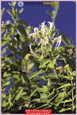 忍冬（金銀花）