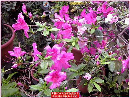 杜鵑（杜鵑花）