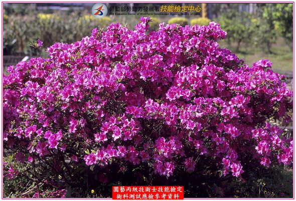 杜鵑（杜鵑花）