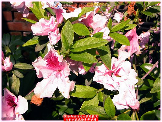 杜鵑（杜鵑花）